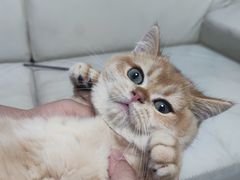 -lincat·猫舍(广州店)