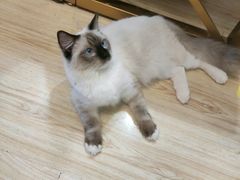 -Sweet cat·星愿猫咖(国贸大厦店)