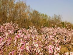 -大兴滨河森林公园