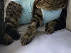 -纳吉亚猫专科动物医院·北北分院