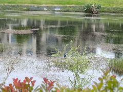 -两河城市森林公园