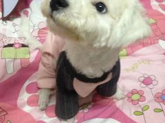 -翊宠yipet猫狗购宠庄园犬舍•猫舍