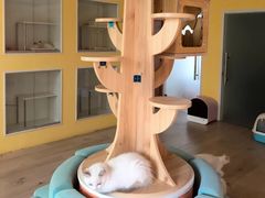 -Bastet sally猫舍购宠(静安店)