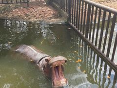 -海南热带野生动植物园