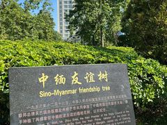-中缅友谊树