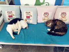 Anne猫窝咖啡屋-Anne猫窝咖啡屋