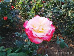 -文华公园(禅城区)