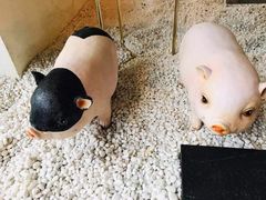 -义气烤肉餐吧(大族广场店)