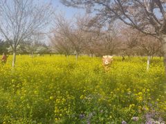 -古柏渡飞黄旅游区