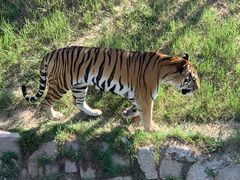 -青藏高原野生动物园