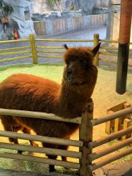 -Zoolung Zoolung动物主题公园(海信广场店)