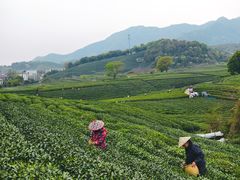 -龙坞茶村