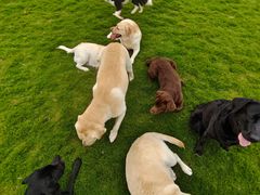 -趣玩宠物乐园寄养训犬训狗游泳池