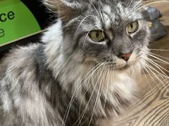 -MOCHA明星猫咖(田子坊店)