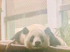 -成都动物园
