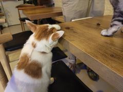 -平行世界·猫咖(首经贸店)