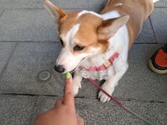 -Yes Lemon就是柠·手打柠檬茶(苏州中心一店)