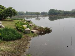 -荷塘月色湿地公园·向阳花洲