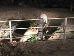 -清迈夜间动物园