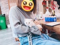 -福尔喵斯探案馆实景搜证·沉浸式剧本杀