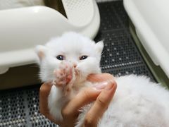 -猫宠乐园·专业洗护