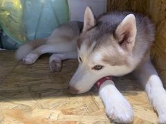 -Husky Go! 哈士奇体验馆·宠物咖啡厅狗咖