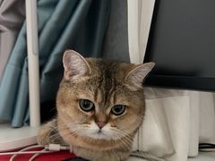 -伟伟宠物医院·瑞派猫友好医院·猫科(光谷店)