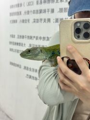 -神奇动物撸宠馆·羊驼·小浣熊·异宠(豫园店)