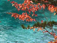 -九寨沟-树正沟