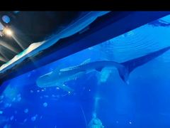-烟台海昌鲸鲨海洋公园