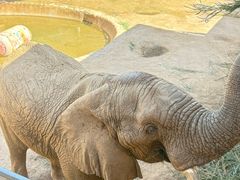 -西霞口神雕山野生动物世界