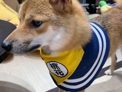 -逗柴咖啡屋·狗咖猫咖宠物桌游
