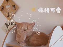 -Catmate·猫肥家润(金润铂宫店)
