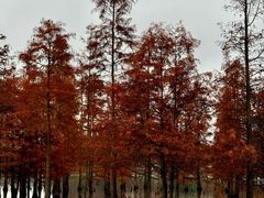 -白鹭湾湿地公园