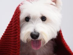 -FAELING PETS美天灵宠物(富力广场店)