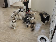 -李小姐の猫咖啡馆(五角场店)