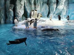 -帝企鹅自助餐厅•儿童岛•真企鹅(长隆企鹅酒店)