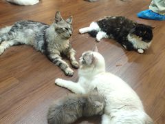 -楼上猫咖(罗湖店)