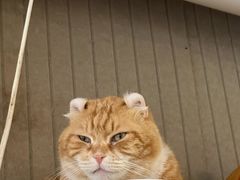 -平行世界·猫咖(首经贸店)