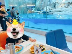 -帝企鹅自助餐厅•儿童岛•真企鹅(长隆企鹅酒店)