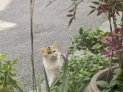 -猫岛主趣味餐厅(鼓浪屿店)