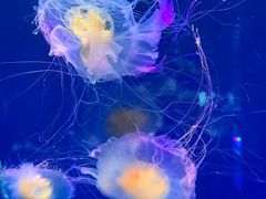 -海合安青岛极地海洋公园