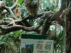 -广州长隆野生动物世界