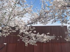 -龙美术馆(西岸馆)