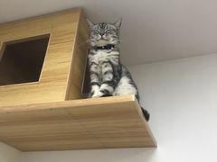 -三花喵·撸猫购宠·宠物生活馆(虹桥南丰城店)