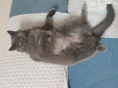 -康旭宠物医院(郑州总院)