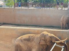 -西霞口神雕山野生动物世界
