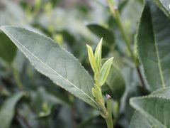 -十八棵（老龙井）御茶园(老龙井店)