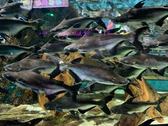 -顺德南宏海立方海洋公园