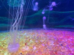 -欢乐海岸海洋奇梦馆